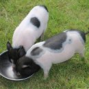 스파벨리스 이미지