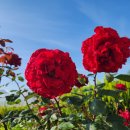 엔케이팜 이미지