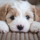 울산동물병원 이미지