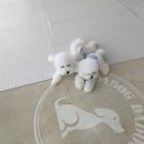 DaDogDaDog 애견카페 이미지