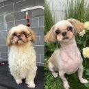 멍멍살롱 이미지