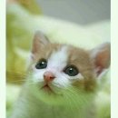 머니뽑기방