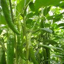 꽃뜨락민박 이미지