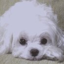 개팔짜상팔짜