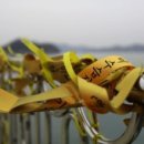 I AM(아이엠) 이미지