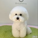 청담동물병원애견미용실 이미지