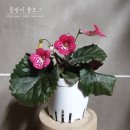 티엘즈