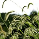 강아지풀 이미지