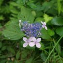 지암민박 이미지