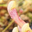 Pitcher plant(벌레잡아먹는 식물) 이미지