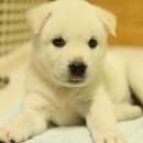 우리강아지 이미지