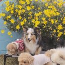 제주네 애견유치원 이미지