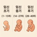 마더맘치킨&amp;피자 | 임신 중기(13주~27주)의 예비 엄마의 기록