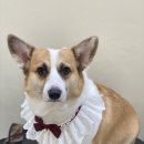 아미고펫 이미지