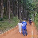 오륜대로 | 부산 금정구 땅뫼산 황토숲길, 단풍 기다리며 걷기 좋은 산책 코스