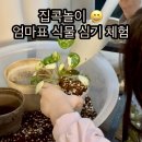 [반려학습] 반려 식집사의 식물이야기 | 집콕놀이 엄마표 필리아페페 식물 심기 체험, 아이와 반려식물 분갈이