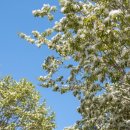 출렁다리 이팝나무길 이미지