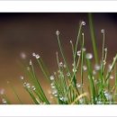 이슬처럼 이미지