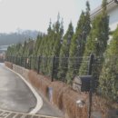세라의 작은정원 네이버블로그