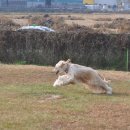 아이페티앙 이미지