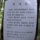 산벚나무 종자 이미지