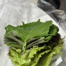 초연회수산물