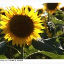 해바라기농장 이미지