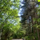 4월21일(일) 오후1시 대공원역 걷기 좋은 산림욕장길 트레킹 이미지