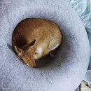 숨숨집