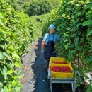 거창오미자영농조합법인 이미지