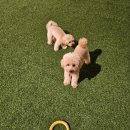 여수 스테이멍 애견펜션 이미지