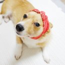 (주)노즈워크 이미지