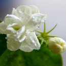 아모레플라워 이미지