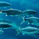 청어람로 이미지