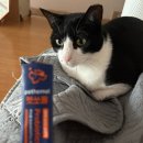 장보는강아지와 고양이 성성점 | 펫쏘몰 프로바이오틱스 라이브 플러스 ㅣ 강아지 장 건강 필수템