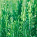 로즈마리숲 이미지