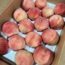 천일농장 | 아기 복숭아 언제부터? 다원이네 과일농장 천도,백도 후기