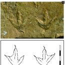 진주층서 또 세계최고 새 발자국 화석 발견… “1억년 전 서식확인” 이미지