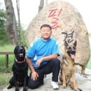 필애견훈련학교 이미지