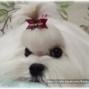 그리시아 화이트 매직 이미지