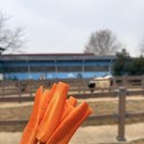 소3-52 | 안성팜랜드 3월 방문 후기｜승마체험 + 동물먹이주기 + 놀이터까지 (꽃 없는 시즌 솔직 후기)