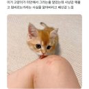 고양이가 깨물고 핥아주는 이유 이미지