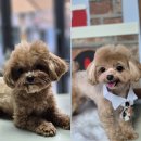 참좋은애견미용실 | 강북구 애견미용실 추천｜수유·우이동 강아지 가위컷 잘하는 곳 코코포레 말티푸 후기