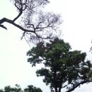 영천 약남리 회화나무 이미지