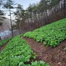 산골농장 이미지