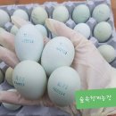 숲속의 농장 네이버블로그