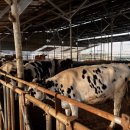 한땀목장 이미지