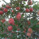 전일농장 이미지