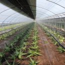 양대농장 이미지