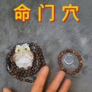 命門穴 [명문혈] 이미지